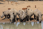 White rhinoceros (Ceratotherium simum) adults and young at the pond with Warthogs and Nyalas in the background, Kruger, South Africa