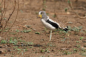 White-crowned Lapwing (Vanellus albiceps) male at rest on one leg, South Africa