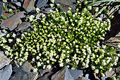 Woodruff (Galium cespitosum). Habitat: alpine scree on schists or limestone. Endemic of the Pyrenees. la France