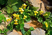 Alpine yellow-violet (Viola biflora), Habitat: shady alpine and subalpine wet rocks on silica or limestone. Pyrenees, Aragon, Spain
