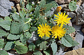 Pygmy Hawksbeard (Crepis pygmaea), Habitat: shallow scree of limestone and schists. Pyrenees, Aragon, Spain