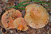 Stone Milkcap (Lactarius salmonicolor), Habitat: only under fir trees. Pyrenees, France
