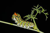 Caterpillar of Old World Swallowtail (Papilio machaon) in defensive attitude. Orange osmetrium deployed : fragrant gland moving predators away. Pyrenees, France