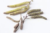 European alder (Alnus glutinosa) and Common filbert (Corylus avellana), inflorescences on white background, Doller Valley, Alsace, France