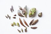 Common alder, pussy willow, birch, ,winter bud, hawthorn, hazel tree, beech, hornbeam, rasberry bush, winter buds Doller Valley, Alsace, France