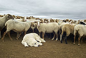 Sheep breeding of the high country of Nice, between Gordolasque and Vésubie in autumn, Mercantour, Maritime Alps, France
