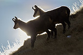 Alpine Chamois (Rupicapra rupicapra), Mercantour National Park, France