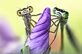 two damselflies on a wild flower