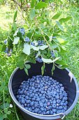 Buckets filled with organic blueberries, Picking done by individuals in the orchard who buy by weight blueberries, Cambo Les bains, Basque Country, France