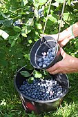 Buckets filled with organic blueberries, Picking done by individuals in the orchard who buy by weight blueberries, Cambo Les bains, Basque Country, France