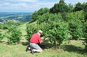 Organic blueberries, Picking done by individuals in the orchard who buy by weight blueberries, Cambo Les bains, Basque Country, France