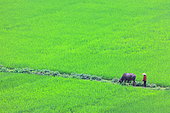 Peasant with her buffalo and her cows in a rice field in the Ninh Bình region of Vietnam