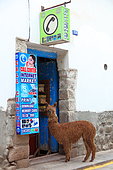 Alpaca in front of a grocery store in Cuzco, Peru