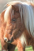 Pottok or pottock, a Basque pony breed in the Pyrenees. (Paleolithic origin). Used for centuries by the inhabitants of the Basque Country for various agricultural works and in the mines. Saint Etienne de baigorry, Aquitaine, France