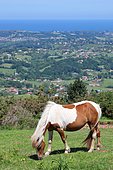 Pottok or pottock, a Basque pony breed in the Pyrenees. (Paleolithic origin). Used for centuries by the inhabitants of the Basque Country for various agricultural works and in the mines. Saint Etienne de baigorry, Aquitaine, France