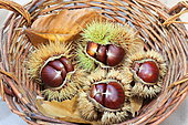 Wild chestnuts origin Dordogne, studio shot,