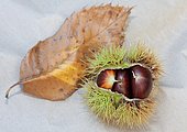 Wild chestnuts origin Dordogne, studio shot,