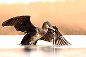 Great Cormorant (Phalacrocorax carbo) wings spread on the surface of a pond in winter, Hungary