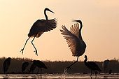 Great Egret ( Egretta alba ) fighting and Grey heron (Ardea cinerea) on a pond in winter , Hungary