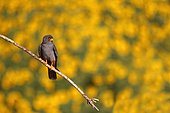 Red-footed Falcon (Falco vespertinus ) male on branch and background Sunflower in bloom, Hortobagy , Hungary