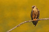 Red-footed Falcon (Falco vespertinus ) female on branch and background Sunflower in bloom, Hortobagy , Hungary