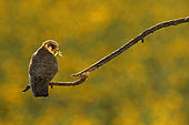 Red-footed Falcon (Falco vespertinus ) female with prey on branch and background Sunflower in bloom, Hortobagy , Hungary