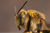 Portrait of Potter Bee (Anthidium florentinum), France