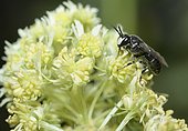 Wild Mignonette (Reseda lutea), solitary bee, Haute Savoie, Alps, France