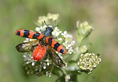 Checkered Beetle (Trichodes alvearius) flying away, Vosges du Nord Regional Natural Park, France