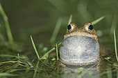 Natterjack toad (Epidalea calamita) singing in water, Herault, France