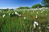 Tall cottongrass (Eriophorum angustifolium), Peat bog in the Massif du Car, Hérault, France