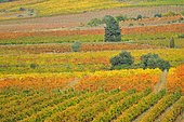 Vines in Autumn in the Faugérois, Hérault, France