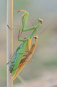 Praying Mantis (Mantis religiosa) mating, Hérault, France