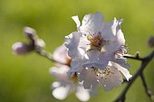 Almond flowers (Prunus amygdalus), Hérault, France