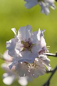 Almond flowers (Prunus amygdalus), Hérault, France