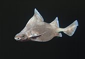 Prickly Dogfish (Oxynotus bruniensis) Deepwater dogshark found in 50 to 700 m.