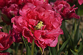 Tulip 'Christo Elite' in bloom in a garden
