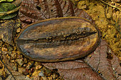 Copaia (Jacaranda copaia), fallen fruit of jacaranda, Regional Natural Reserve Treasury, French Guiana