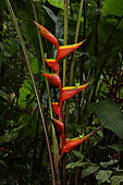 Red palulu (Heliconia bihai), Inflorescence in the forest, Tresor Nature Reserve, French Guiana