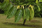 Flowers and leaves of ylang-ylang (Cananga odorata); Native to Southeast Asia; Distilled from it is an essential oil used in perfumery, Saul, French Guiana