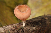 Cup Fungus (Cookeina tricholoma), Amazonian Park of Guyana, French Guiana