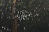 Rimbachia (Rimbachia paradoxa) on a dead tree, Amazonian Park of Guyana, French Guiana