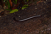 Millipede of Guyana (Orthoporus lomonti) on a trunk in forest at night, Amazonian Park of Guyana, French Guiana