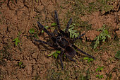 Burgundy Skeleton (Ephebopus rufescens), Amazonian Park of Guyana, French Guiana