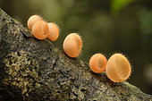 Cup Fungus (Cookeina tricholoma), Amazonian Park of Guyana, French Guiana