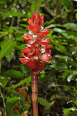 Inflorescence of Wild Ginger (Costus erythrothyrsus) in forest, Amazonian Park of Guyana, French Guiana