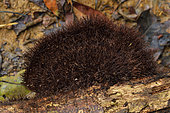 Polypore (Trichaptum perrottetii), hairy top bracket, Amazonian Park of Guyana, French Guiana