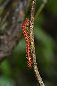 Centipede (Chilopoda sp) on a branch in forest, Tresor Nature Reserve, French Guiana