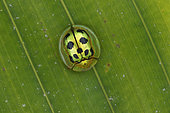Tortoise beetle (Coptocycla undecimpunctata) on a leaf, Tresor Nature Reserve, French Guiana