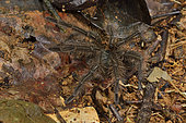 Goliath birdeater tarentula (Theraphosa blondi ) in the forest (young subject of 10 cm in diameter, Regional Natural Reserve Tresor, French Guiana